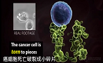 看殺手T細胞如何消滅體內癌細胞？